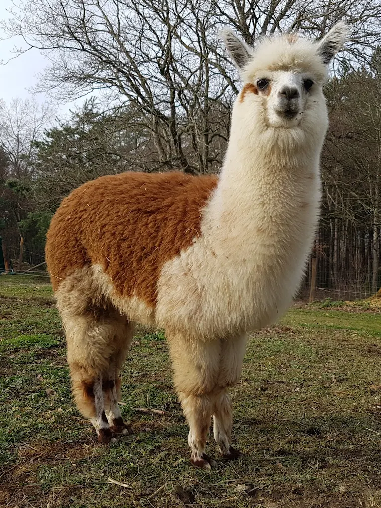 PATACHON